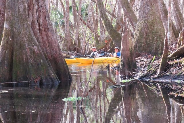 Small Group Blackwater Creek Scenic River Kayak Tour With Lunch - Photo 1 of 13